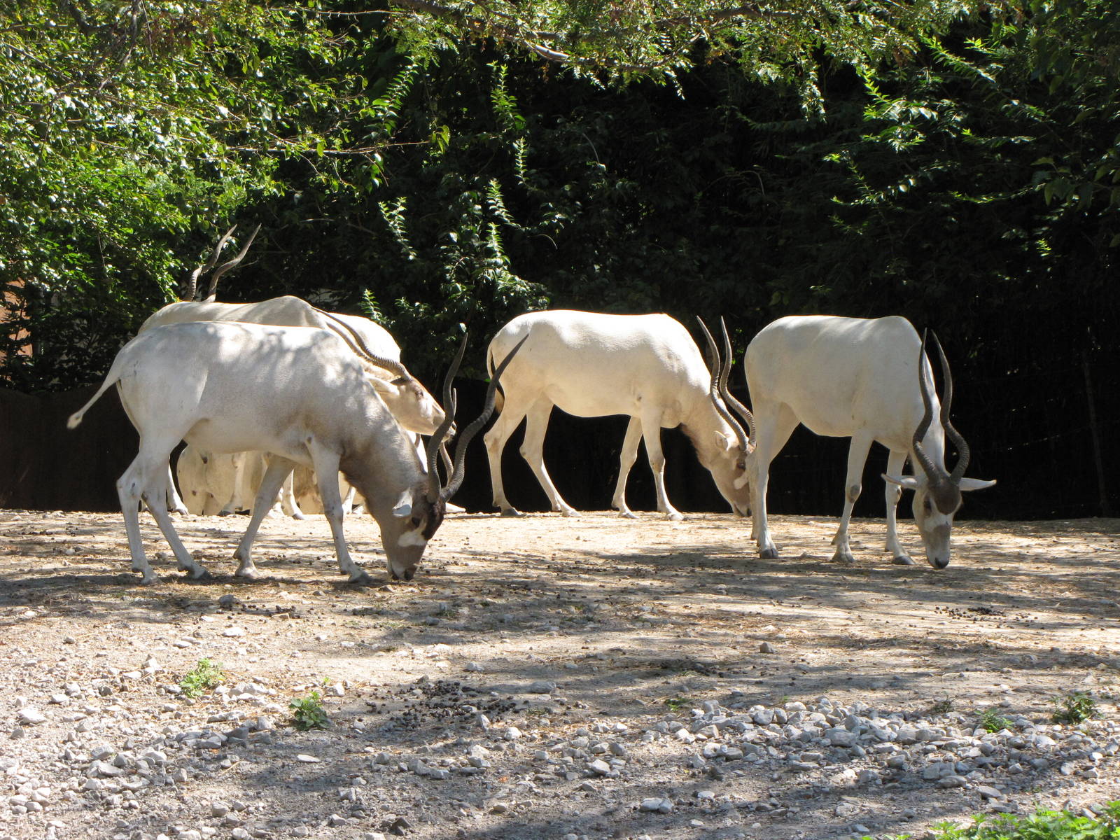 Addax