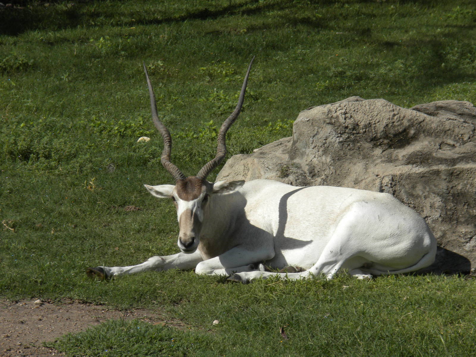 Addax