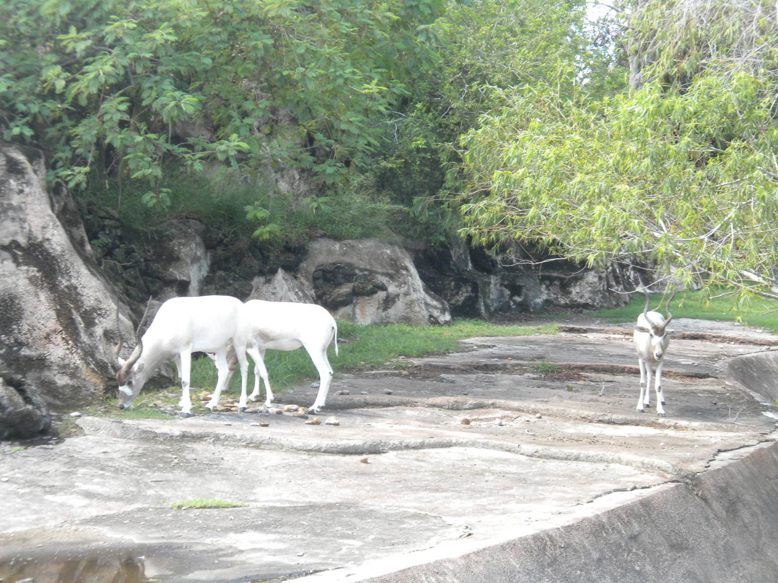 Addax