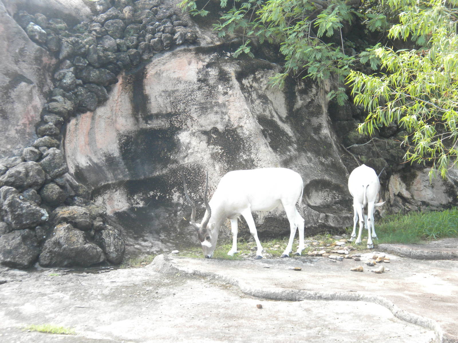 Addax