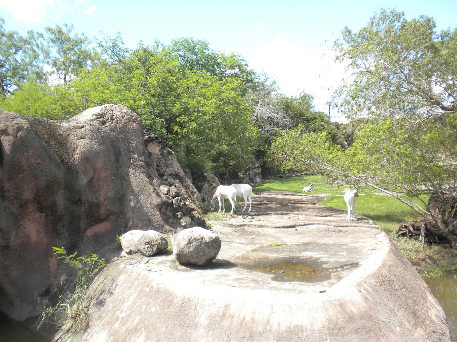 Addax