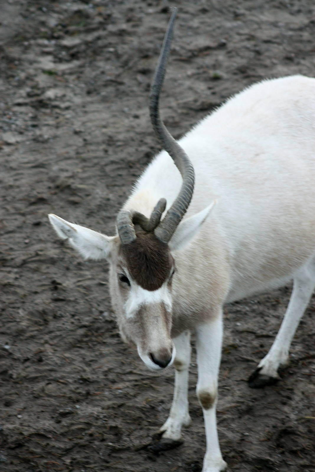 Addax