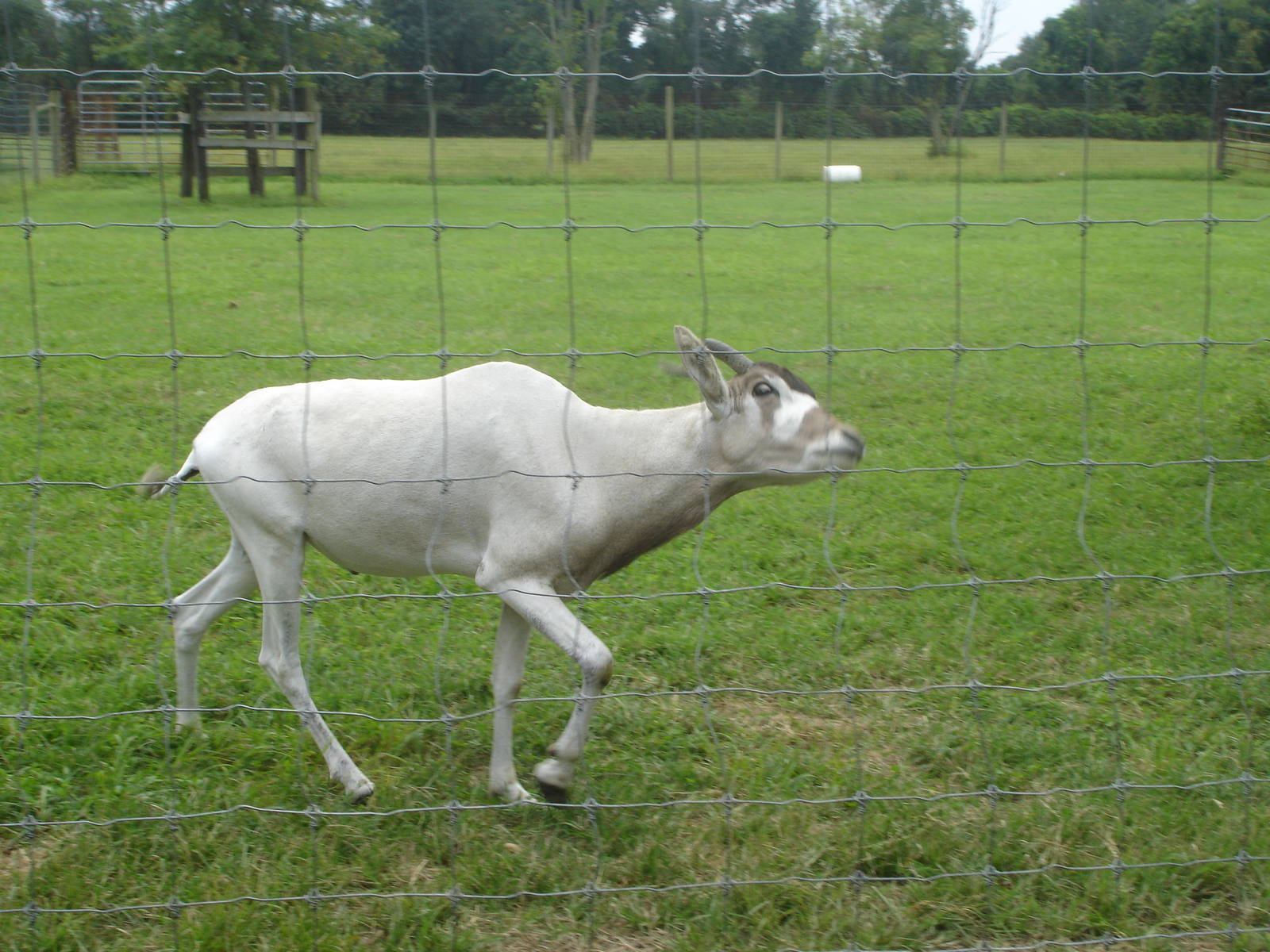 Addax