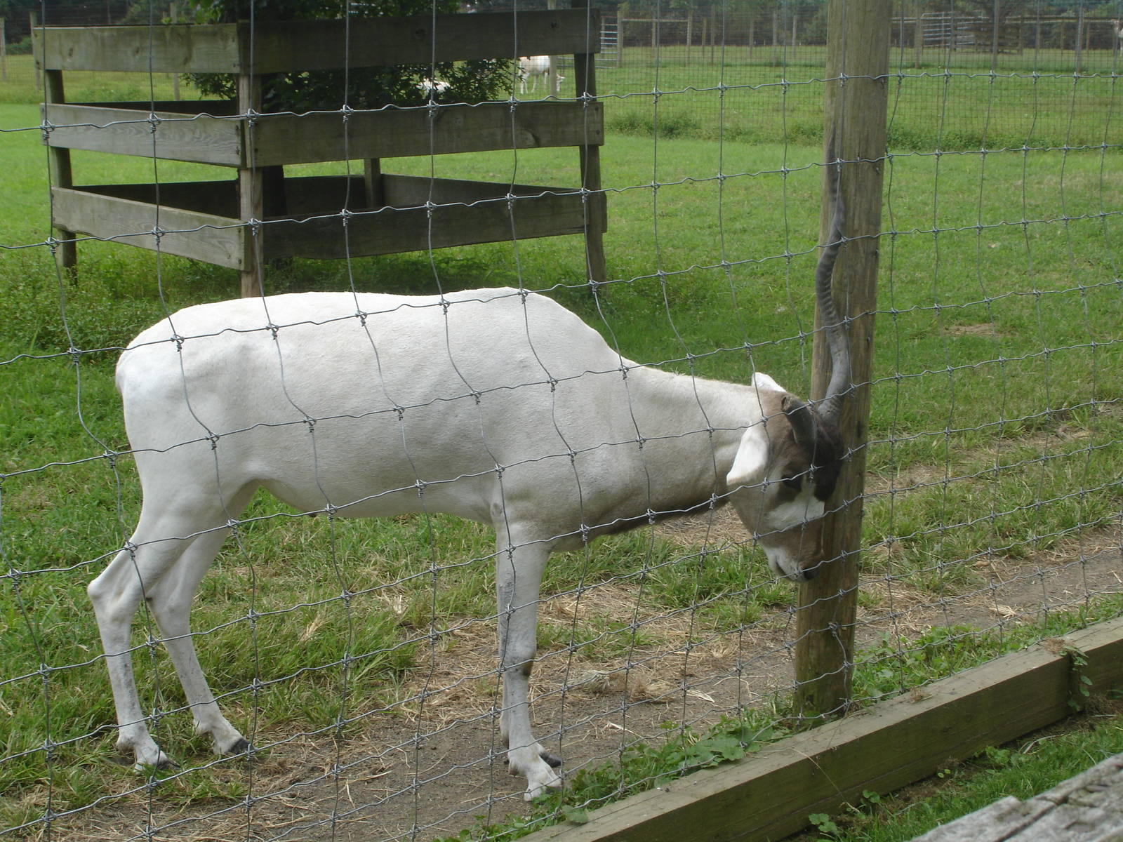 Addax