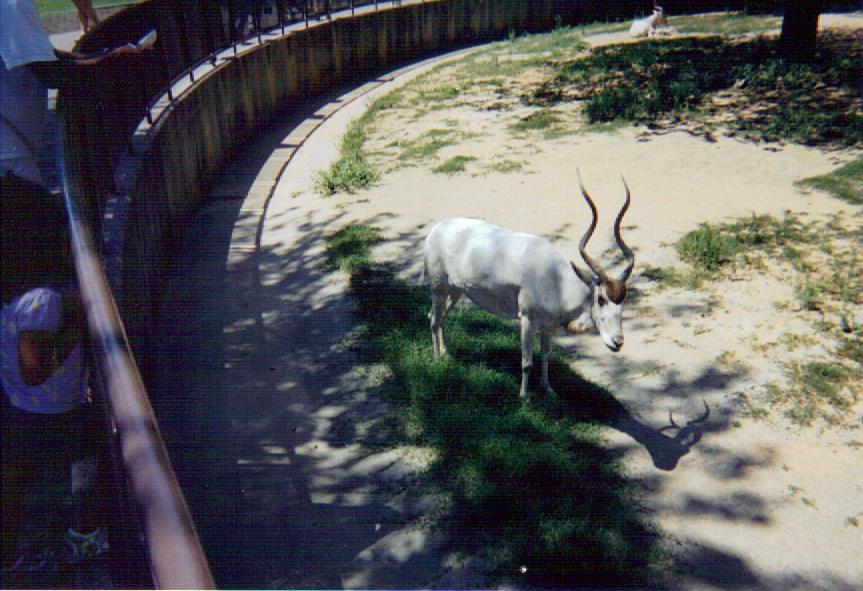 Addax