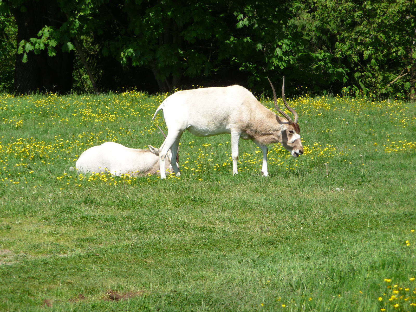 Addax