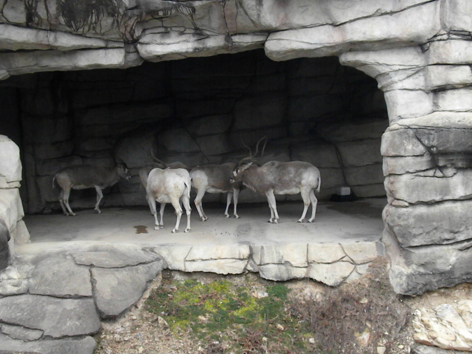 Addax