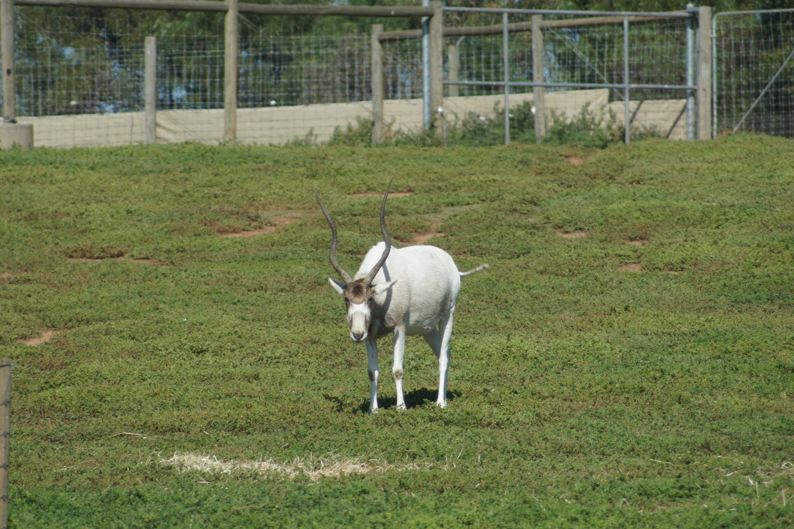 Addax