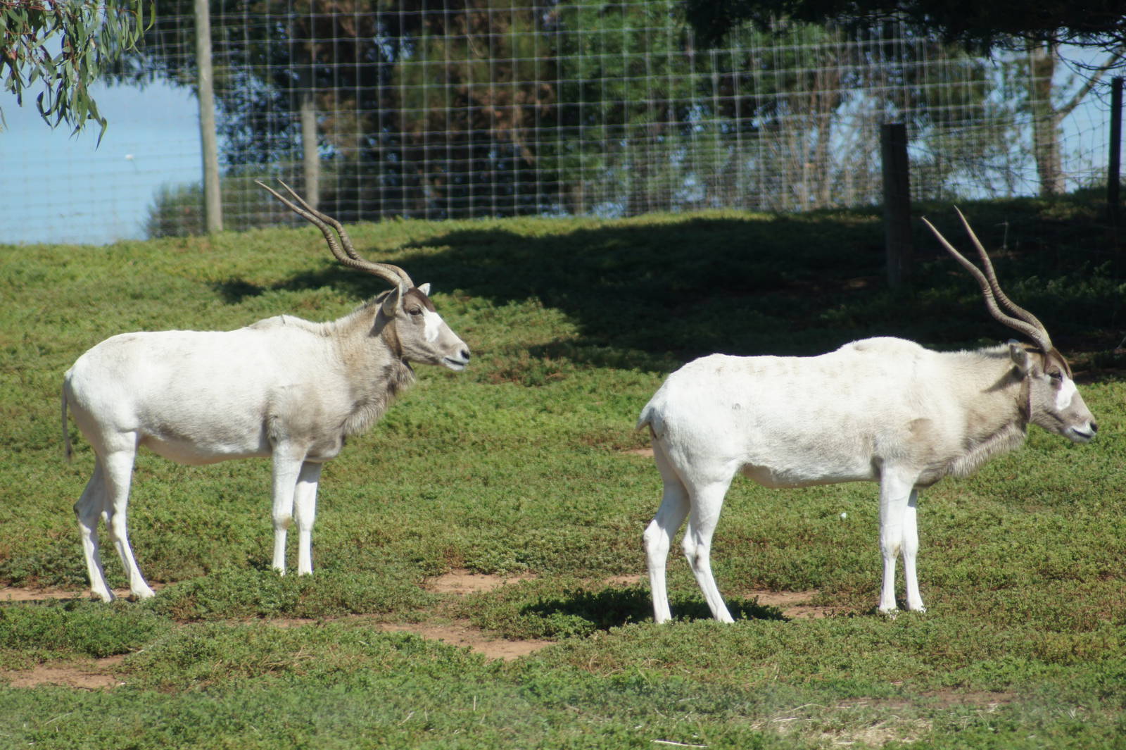Addax