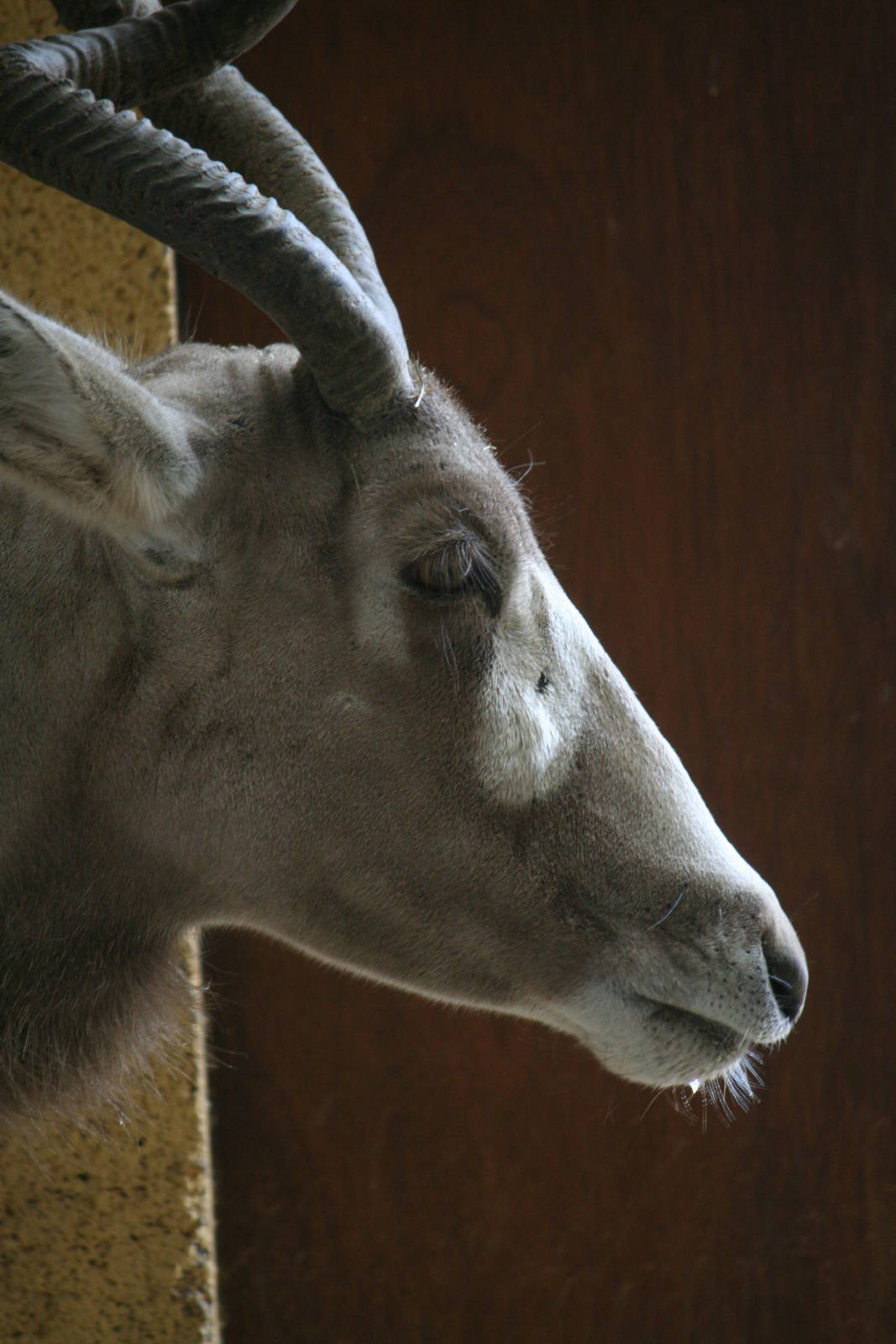 Addax