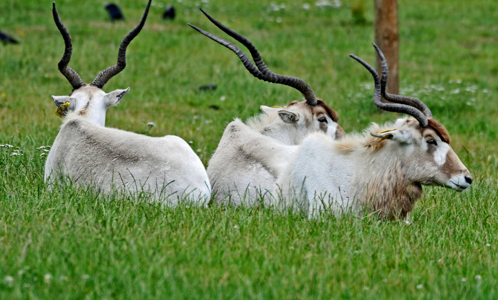 Addax