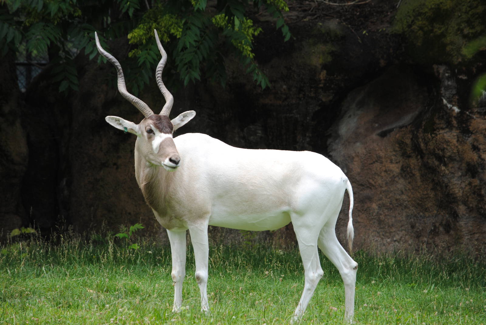 Addax
