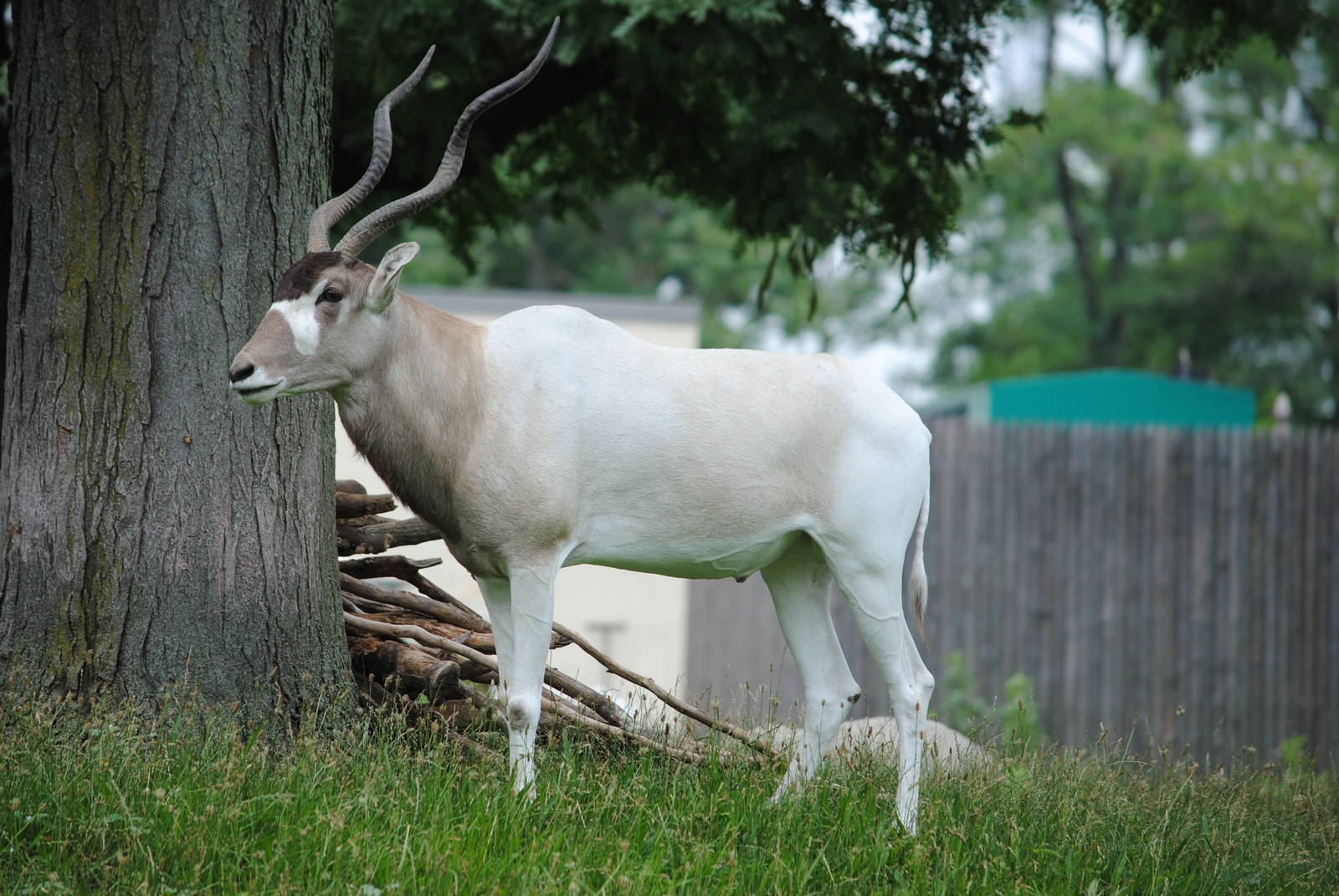 Addax