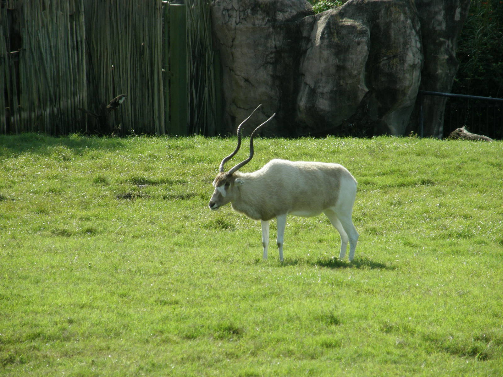 addax