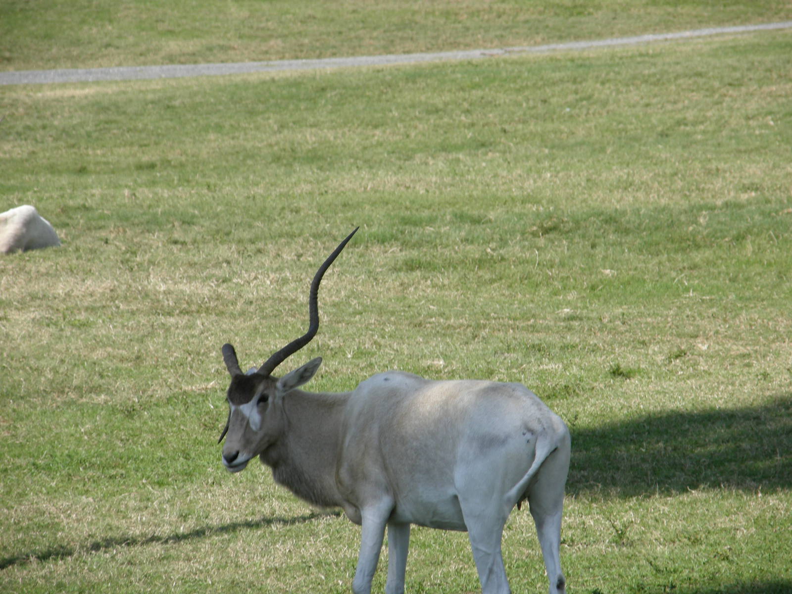 addax