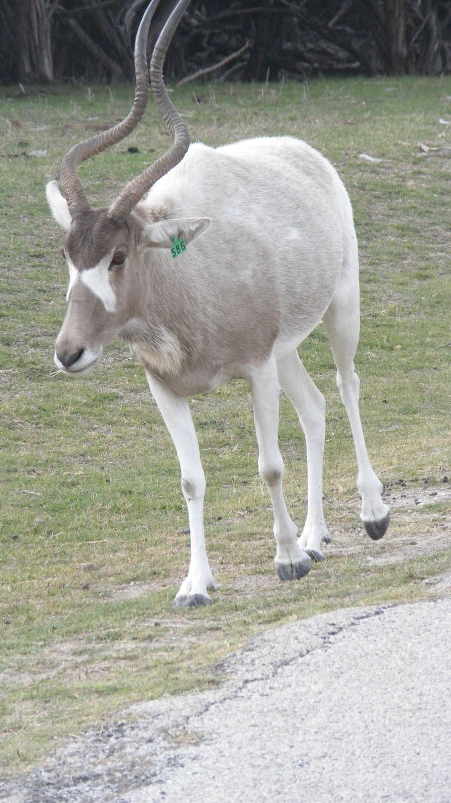 Addax