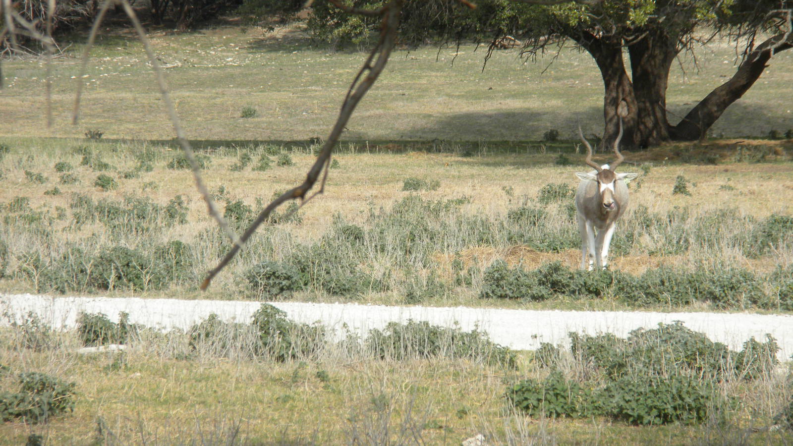 Addax