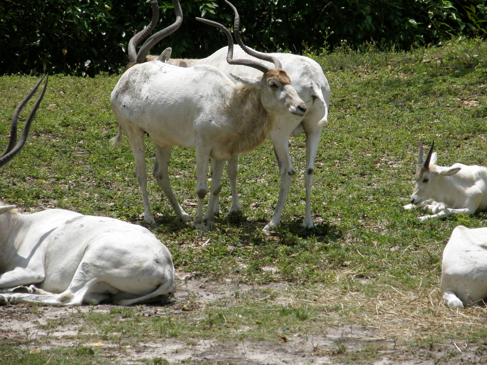 addax