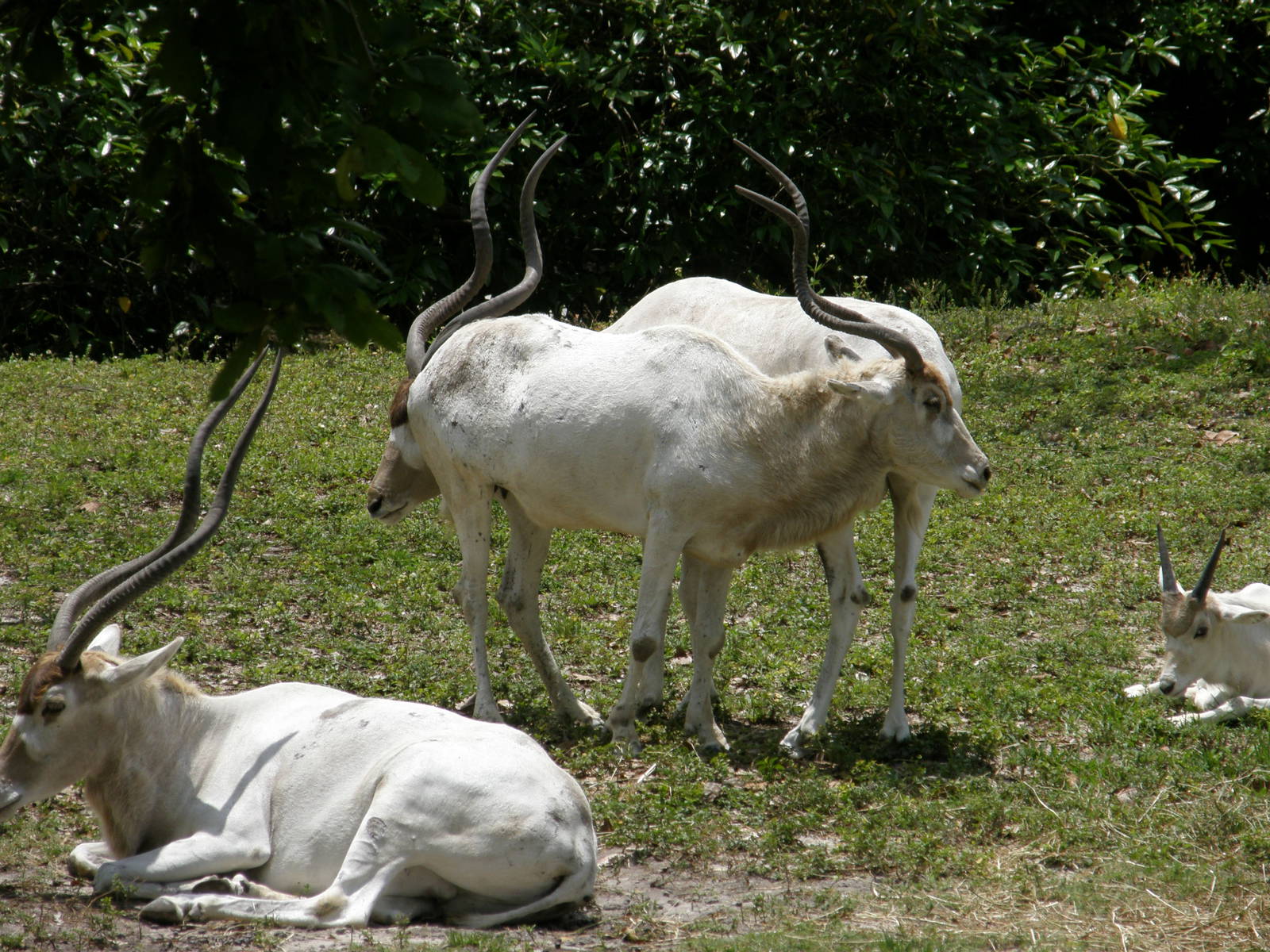 addax