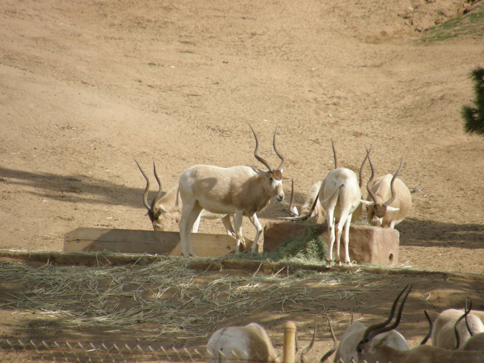 addax