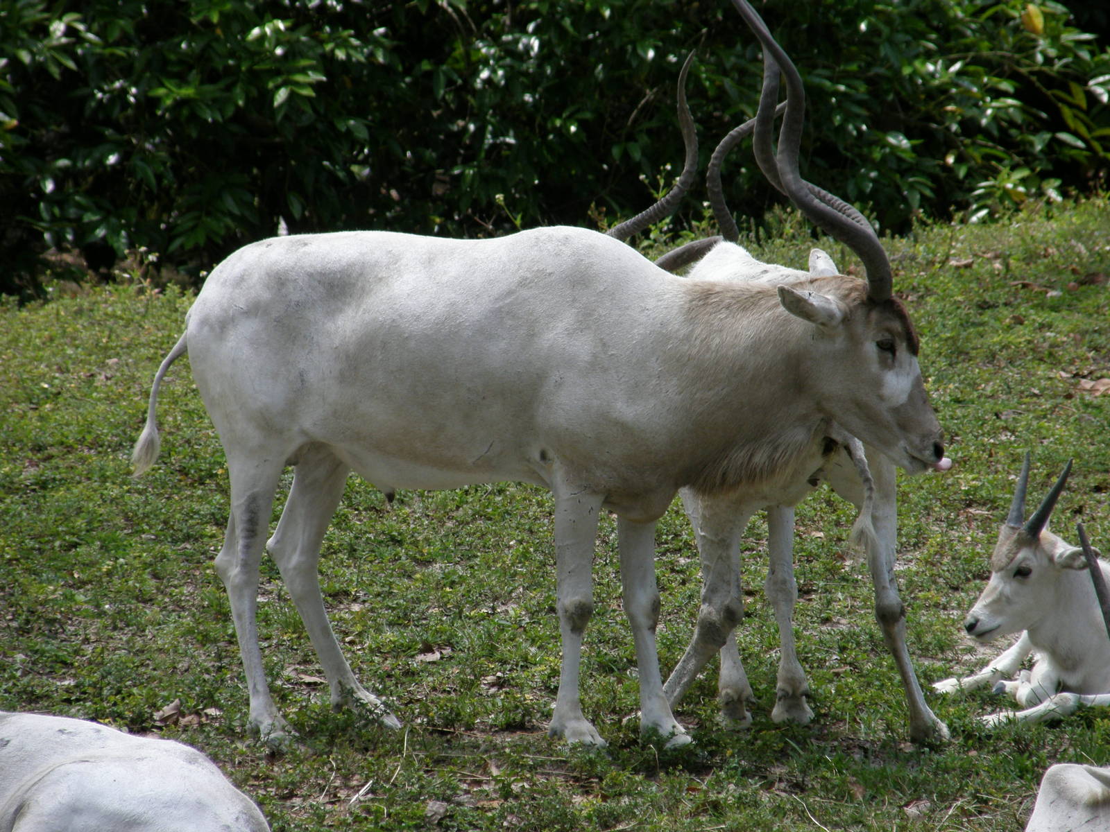 addax