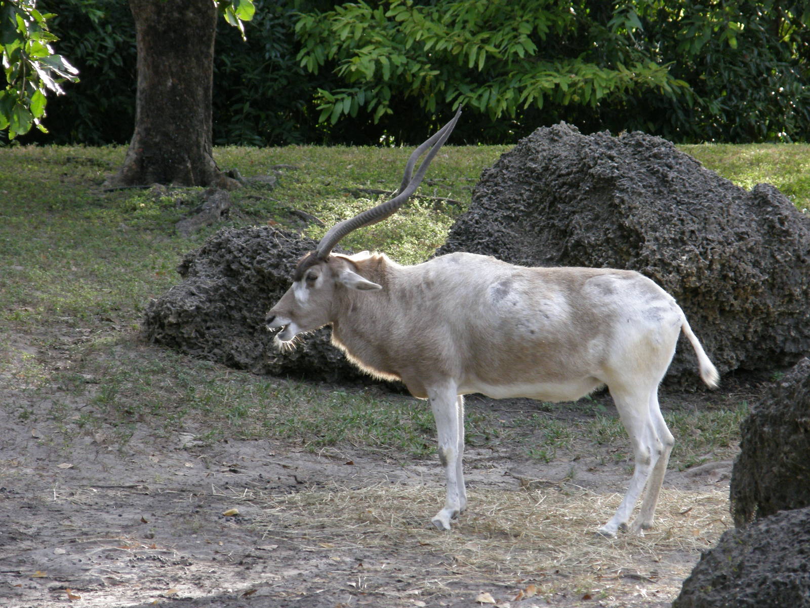 addax
