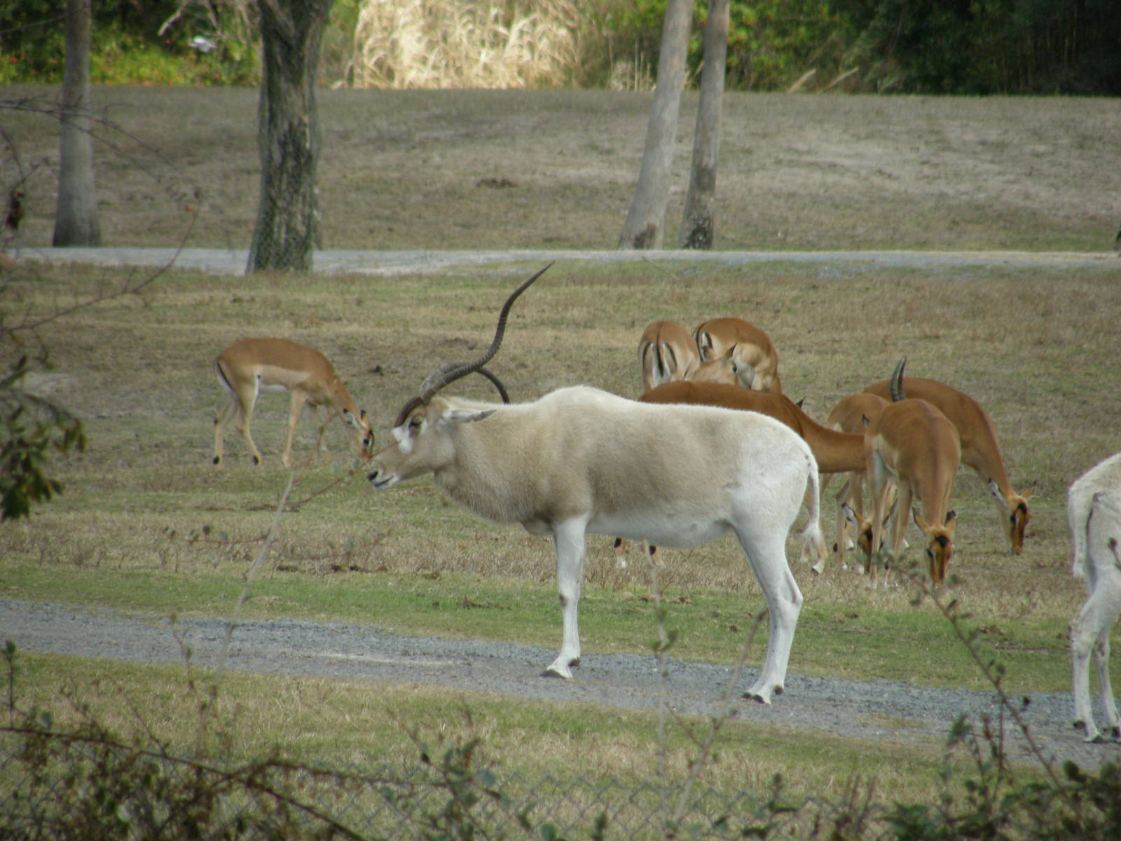 addax