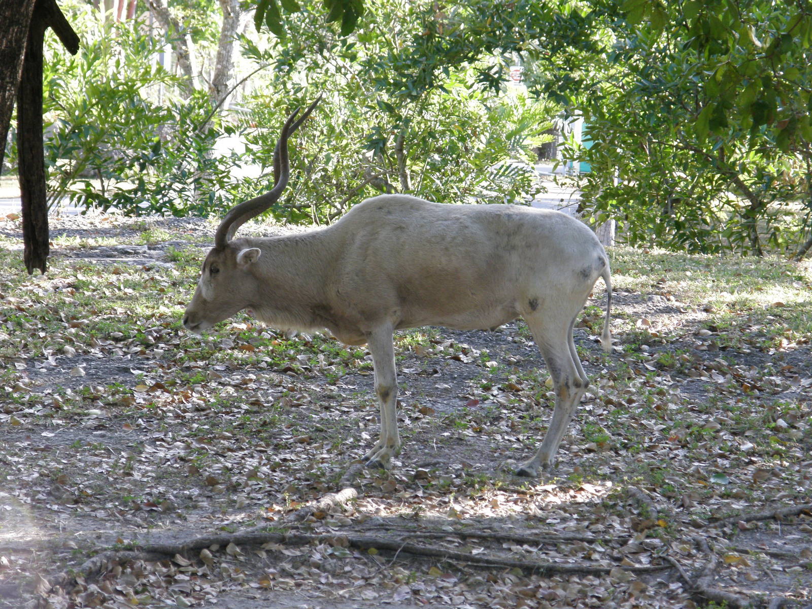 addax