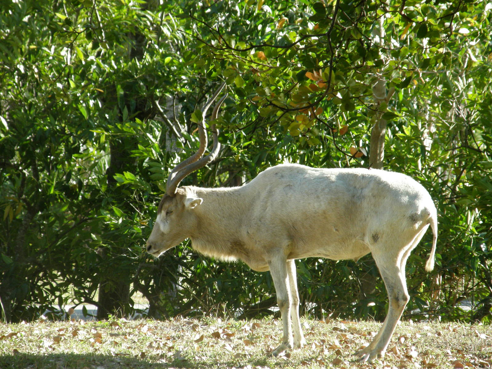 addax