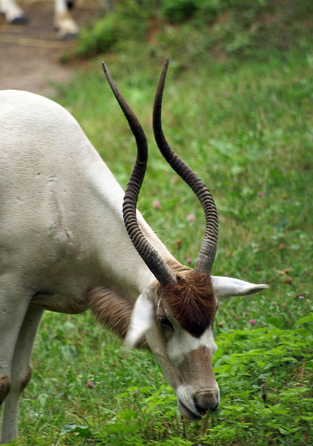 Addax