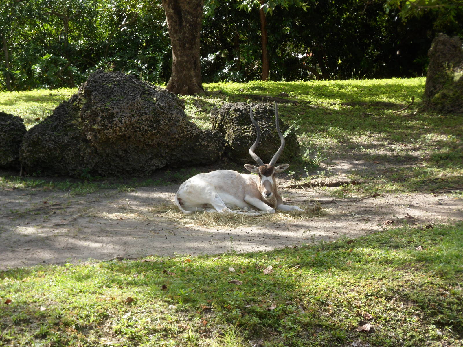 Addax
