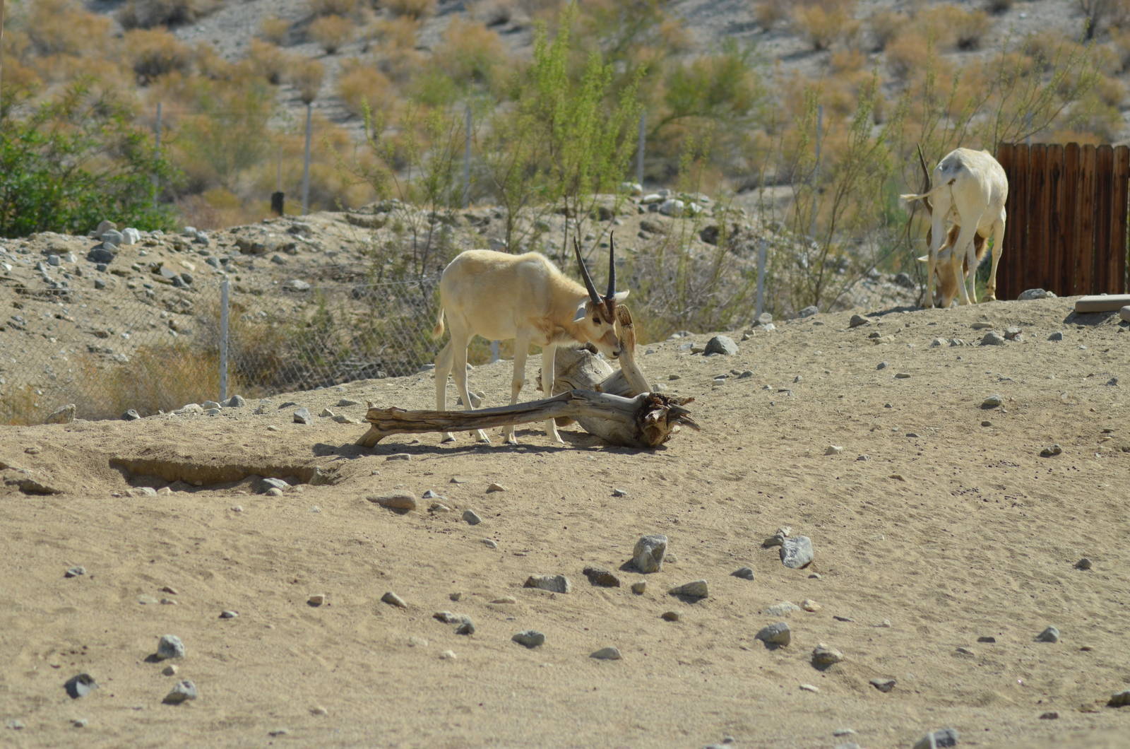 Addax