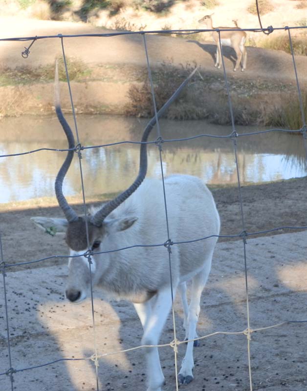 Addax