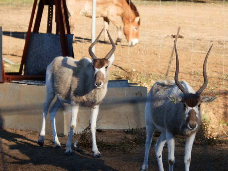 Addax