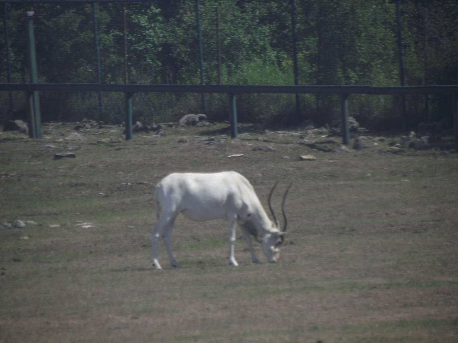Addax