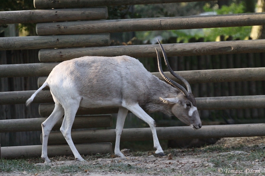 Addax