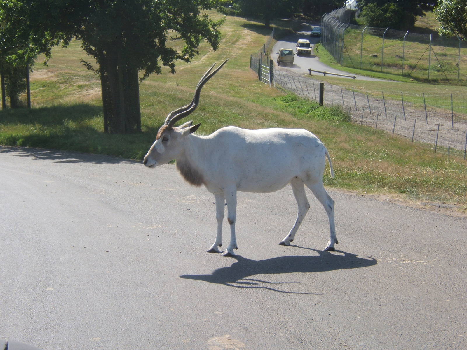 Addax