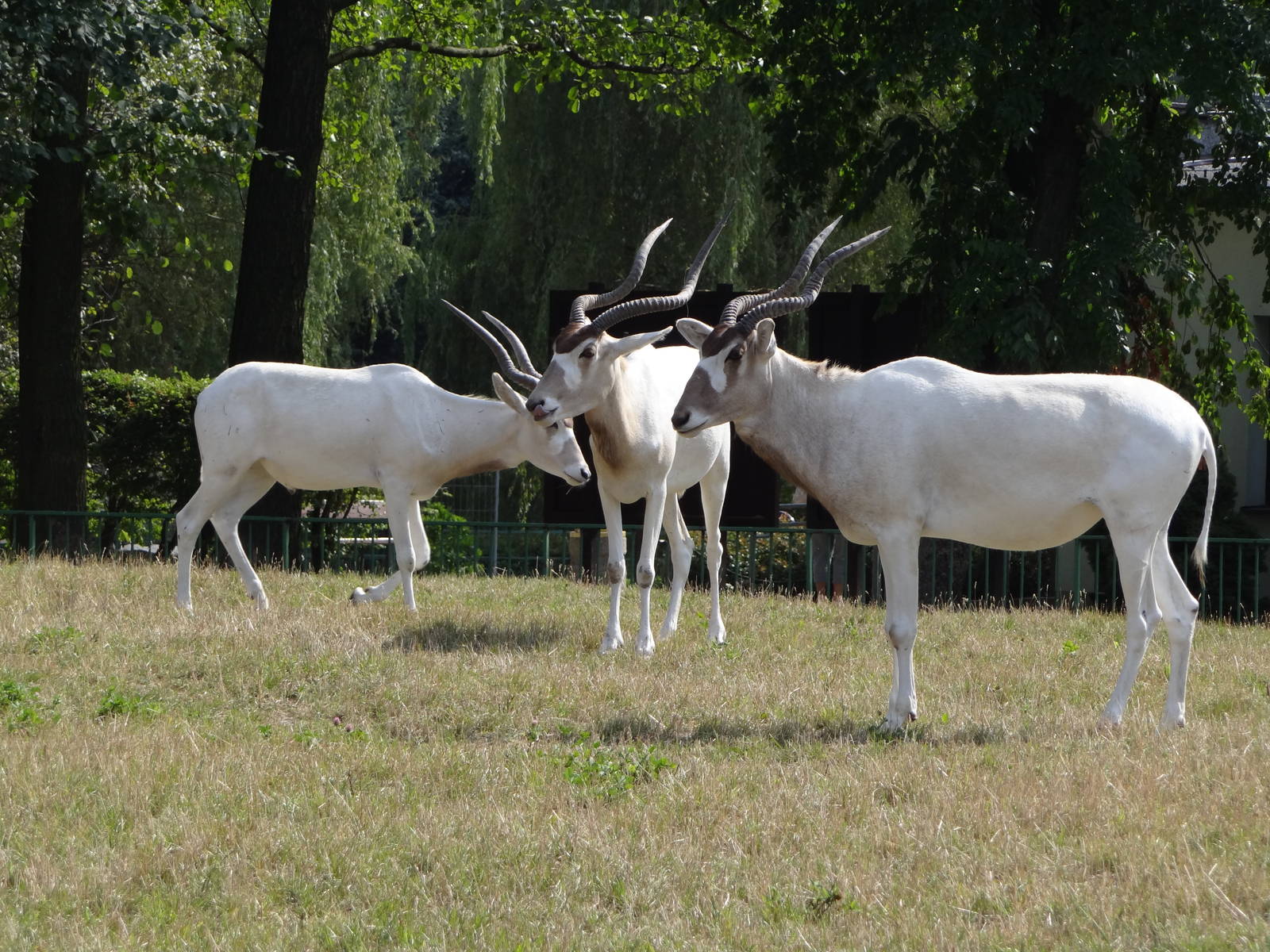 Addax