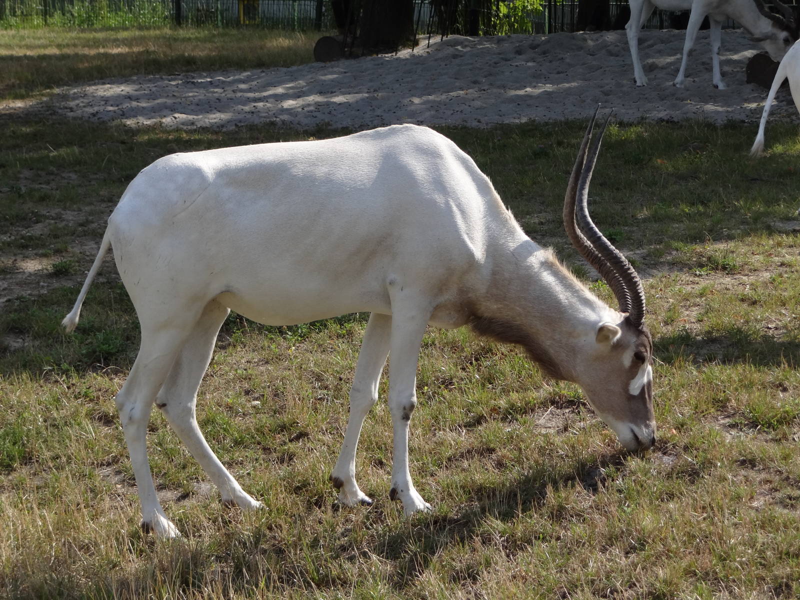 Addax