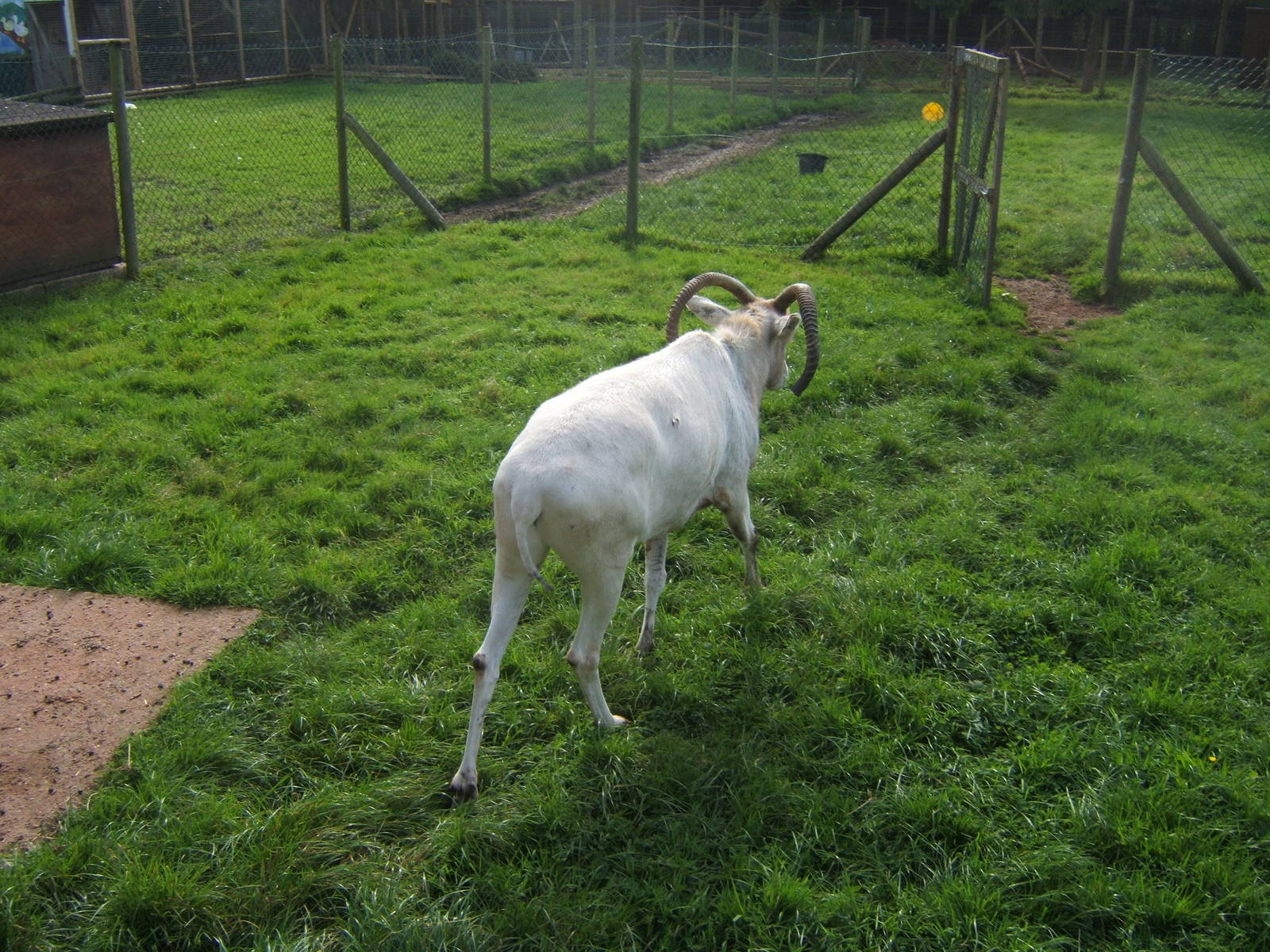 Addax