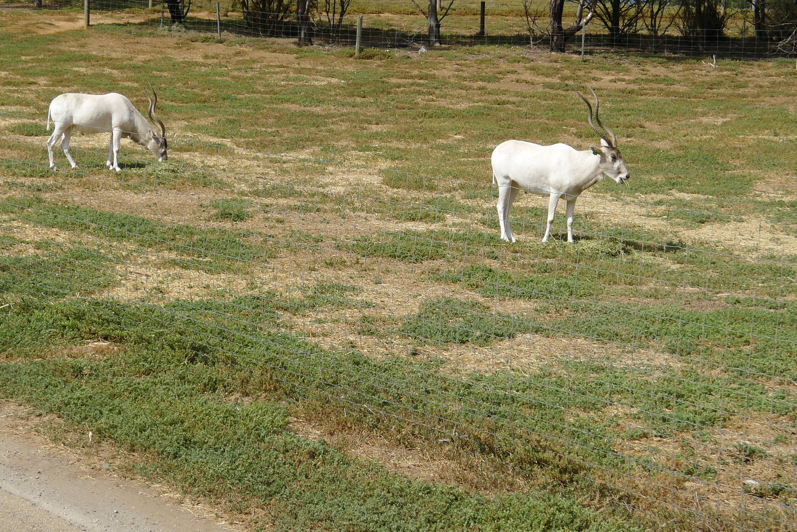 Addax