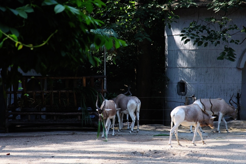 Addax