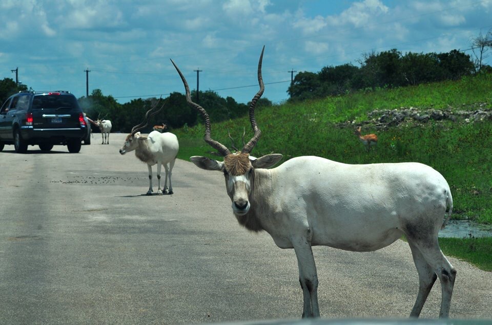 Addax
