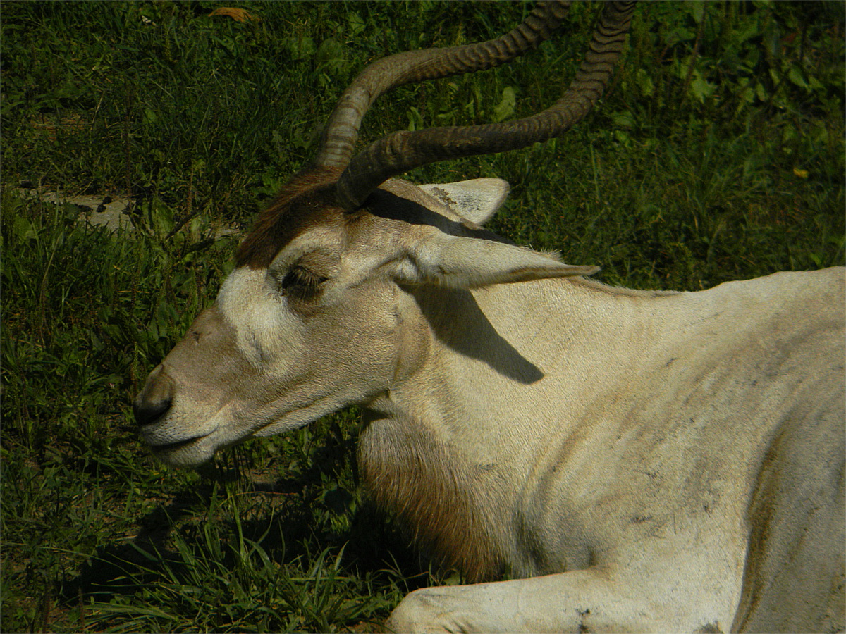 Addax