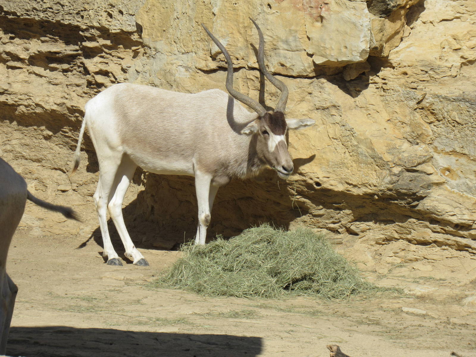 Addax