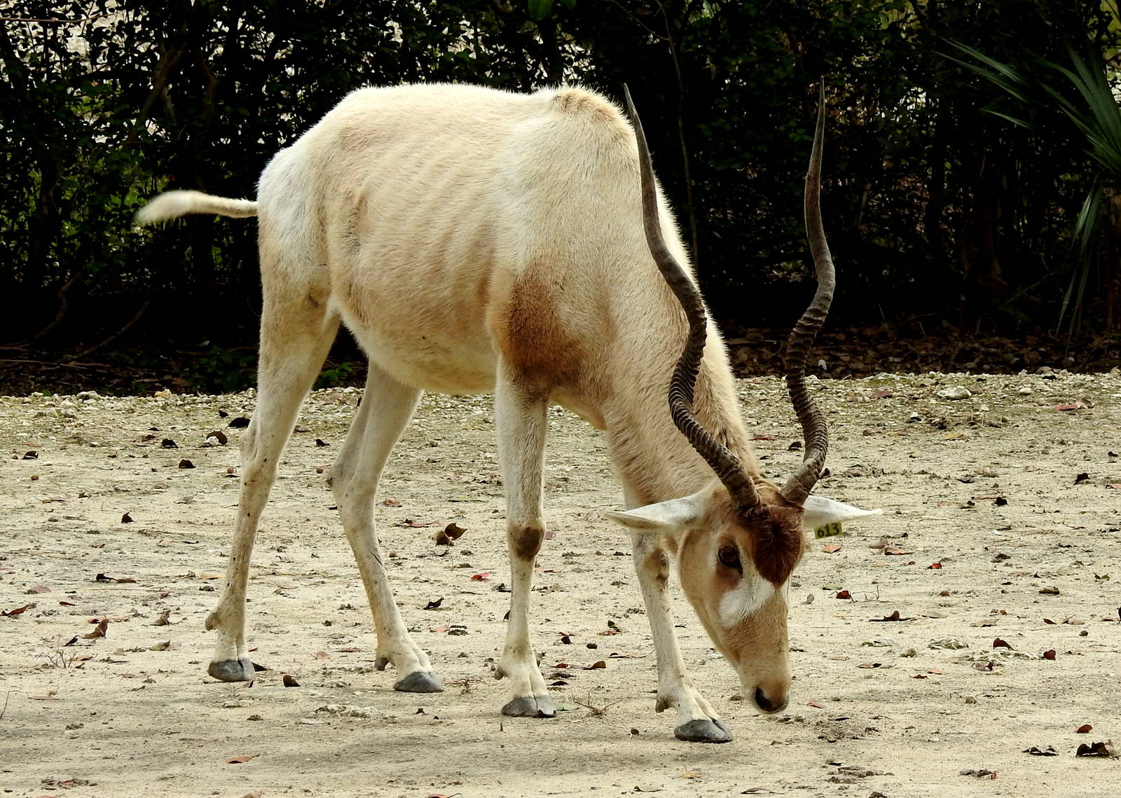 Addax