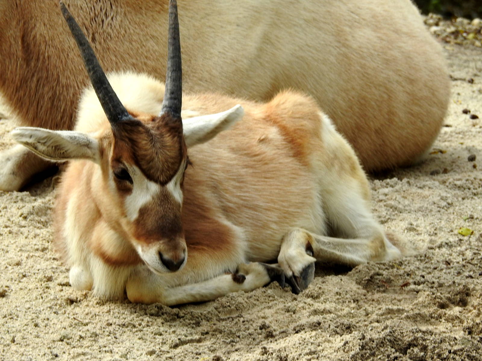 Addax