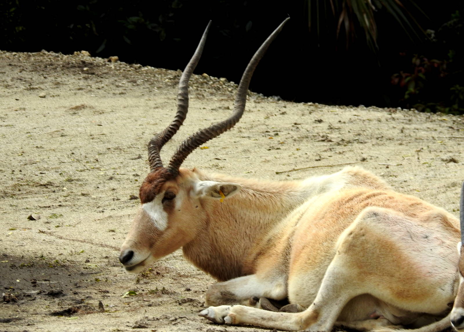 Addax