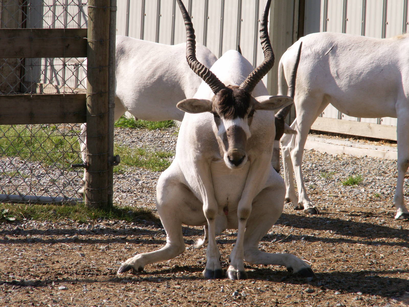 addax