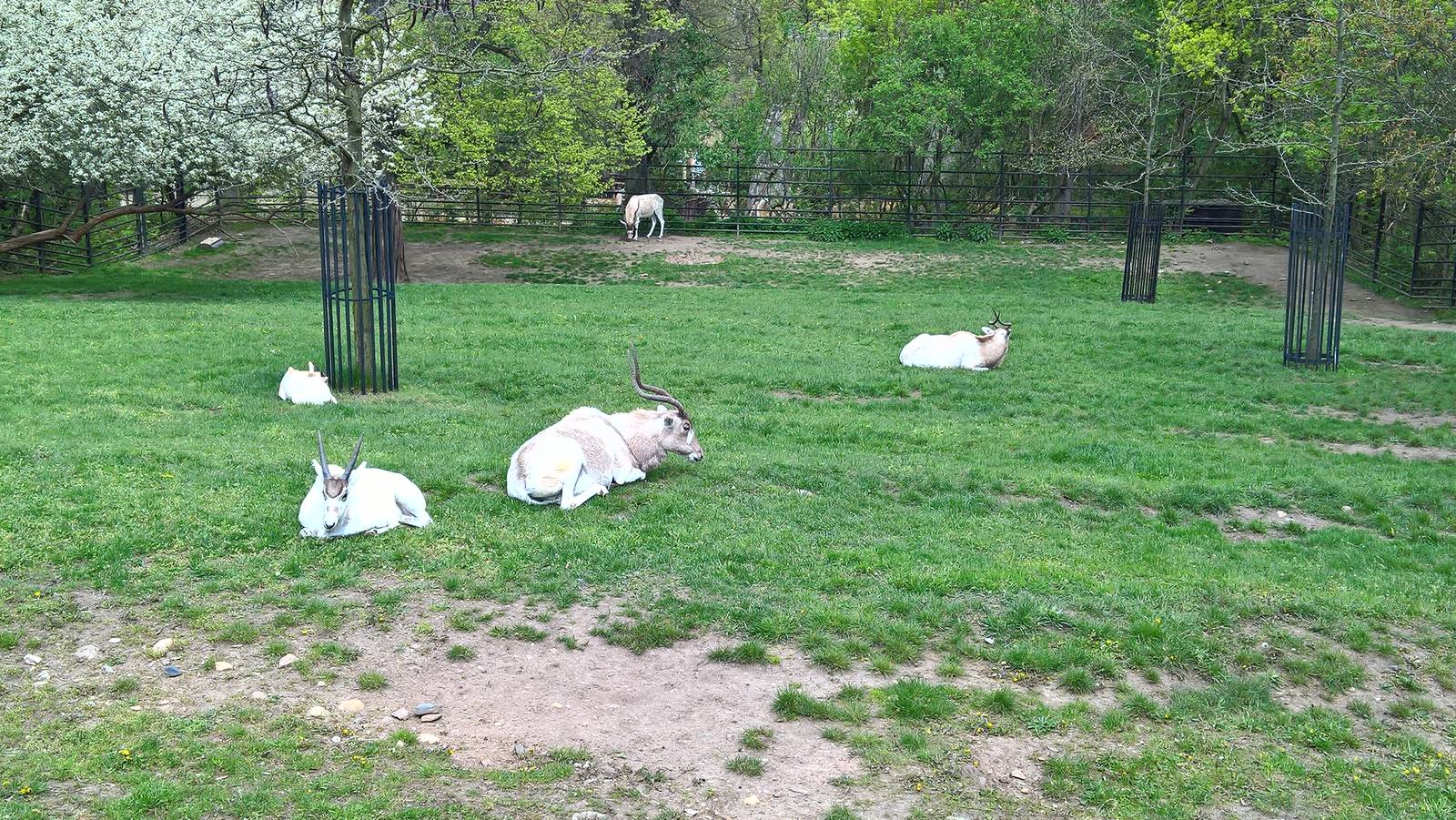 Addax